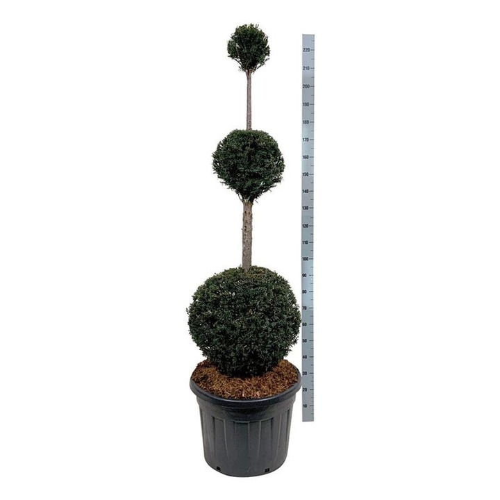 Kukmedis europinis (Lot Taxus baccata) TRIOB.