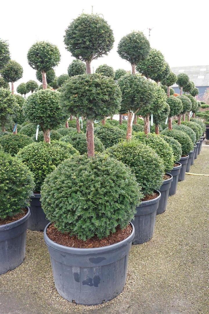 Kukmedis europinis (Lot Taxus baccata) TRIOB.