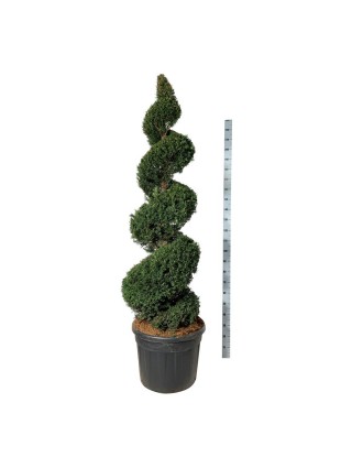 Kukmedis europinis (Lot Taxus baccata) 175-200 CM SPI C130-KUKMEDŽIAI-SPYGLIUOČIAI