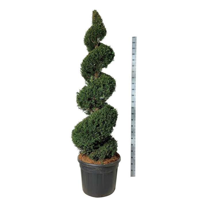 Kukmedis europinis (Lot Taxus baccata) 175-200 CM SPI C130-KUKMEDŽIAI-SPYGLIUOČIAI