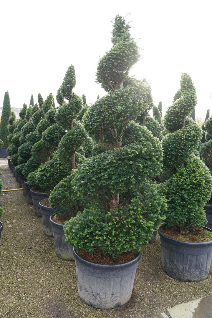 Kukmedis europinis (Lot Taxus baccata) 175-200 CM SPI C130-KUKMEDŽIAI-SPYGLIUOČIAI