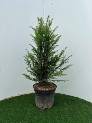 Kukmedis europinis (Lot Taxus baccata) C5/P23 60-80 CM-KUKMEDŽIAI-SPYGLIUOČIAI