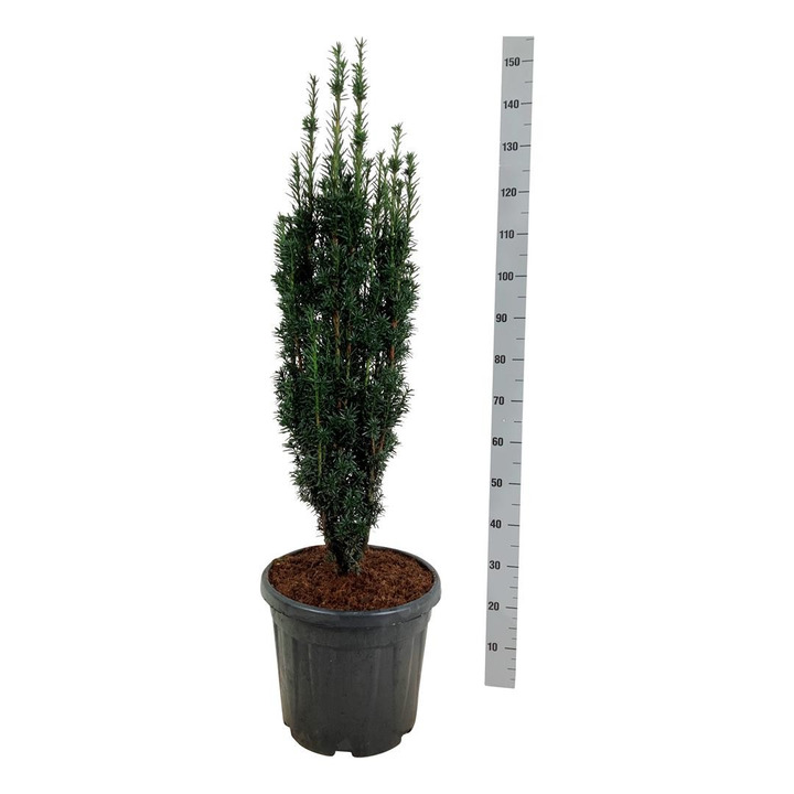 Kukmedis europinis (Lot Taxus b.) 'Black Tower' C30 80-100 CM-KUKMEDŽIAI-SPYGLIUOČIAI
