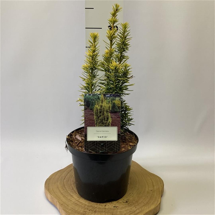 Kukmedis europinis (Lot Taxus b.) 'David' C2,5/P18 25-30 CM-KUKMEDŽIAI-SPYGLIUOČIAI