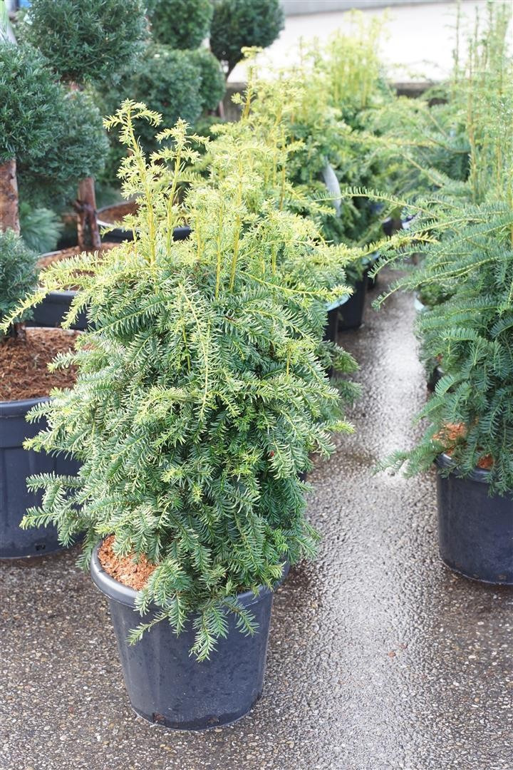 Kukmedis europinis (Lot Taxus b.) 'Dovastoniana' C25 70-80 CM-KUKMEDŽIAI-SPYGLIUOČIAI