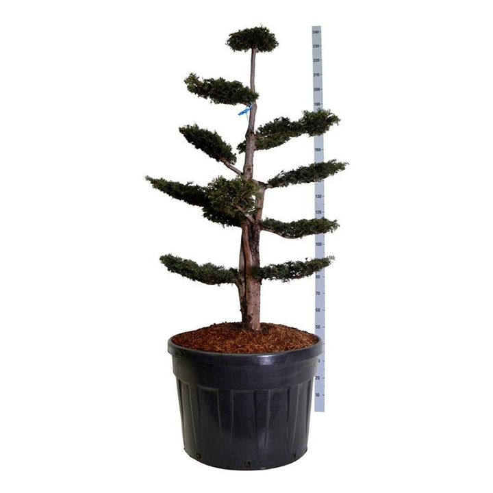 Kukmedis europinis (Lot Taxus b.) 'Dovastoniana' BONSAI 125-150 C180-KUKMEDŽIAI-SPYGLIUOČIAI