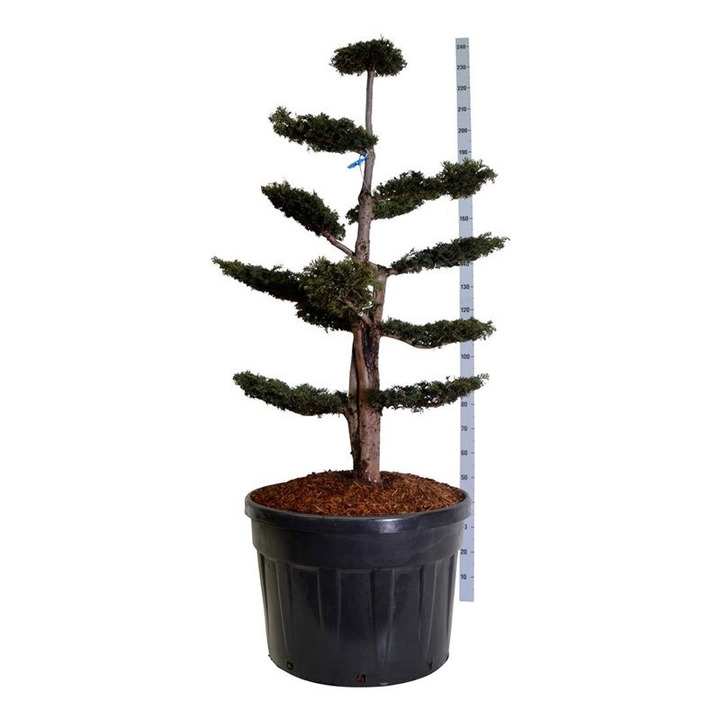 Kukmedis europinis (Lot Taxus b.) 'Dovastoniana' BONSAI 125-150 C180-KUKMEDŽIAI-SPYGLIUOČIAI