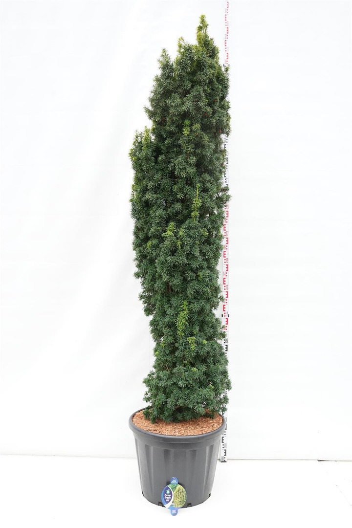 Kukmedis europinis (Lot Taxus b.) 'Fastigiata Aurea' C100 200-225 CM-KUKMEDŽIAI-SPYGLIUOČIAI