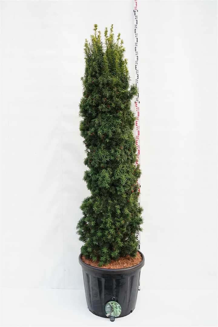 Kukmedis europinis (Lot Taxus b.) 'Fastigiata Aurea' C110 175-200 CM-KUKMEDŽIAI-SPYGLIUOČIAI