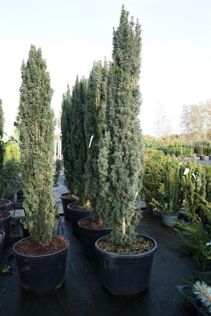 Kukmedis europinis (Lot Taxus b.) 'Fastigiata Robusta' C90 180-200 CM-KUKMEDŽIAI-SPYGLIUOČIAI
