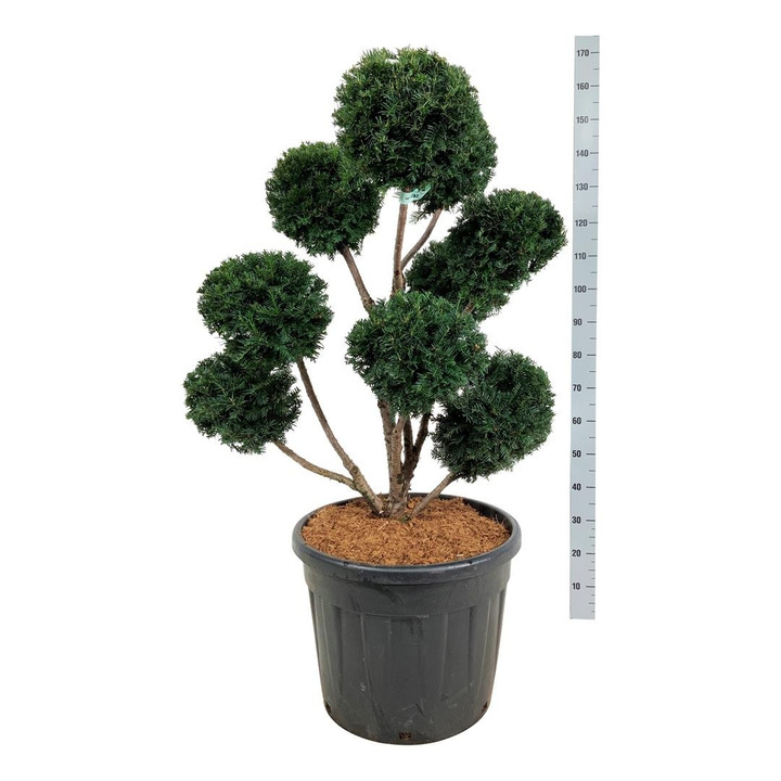 Kukmedis europinis (Lot Taxus b.) 'Hopken's Gigant' MULTIB.