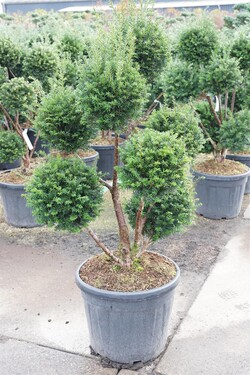 Kukmedis europinis (Lot Taxus b.) 'Hopken's Gigant' MULTIB. 80-100 C45 - nuotrauka 2