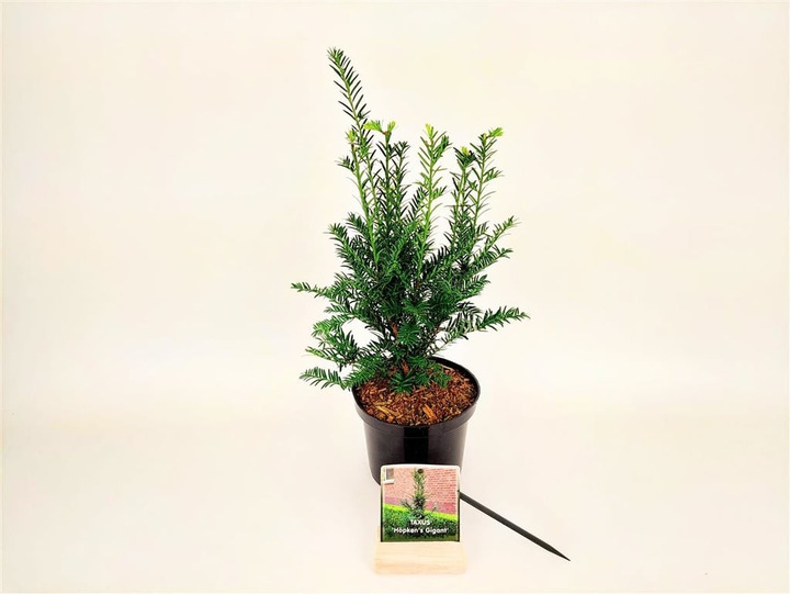 Kukmedis europinis (Lot Taxus b.) 'Hopken's Gigant' C2/P17 40-50 CM-KUKMEDŽIAI-SPYGLIUOČIAI