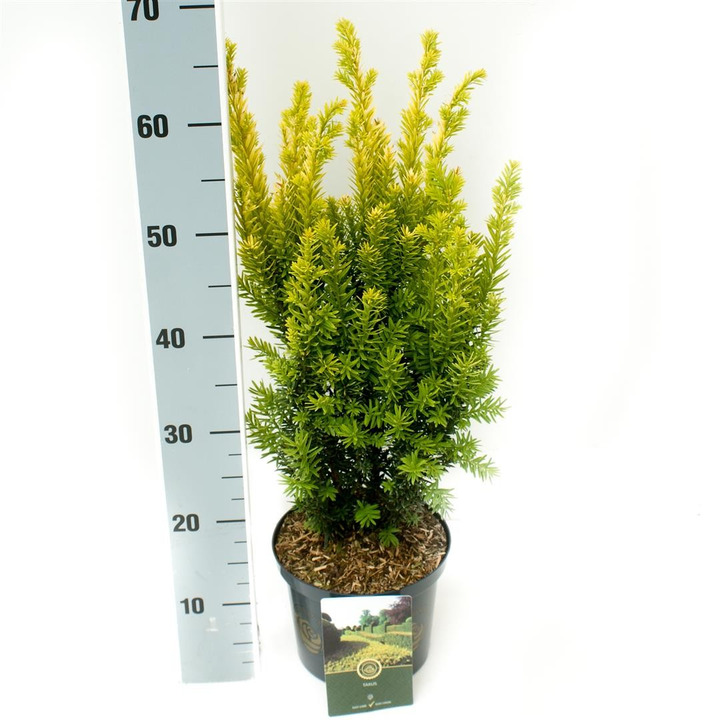 Kukmedis europinis (Lot Taxus b.) 'Jalako Sunrice' C2,5/P18 30-40 CM-KUKMEDŽIAI-SPYGLIUOČIAI