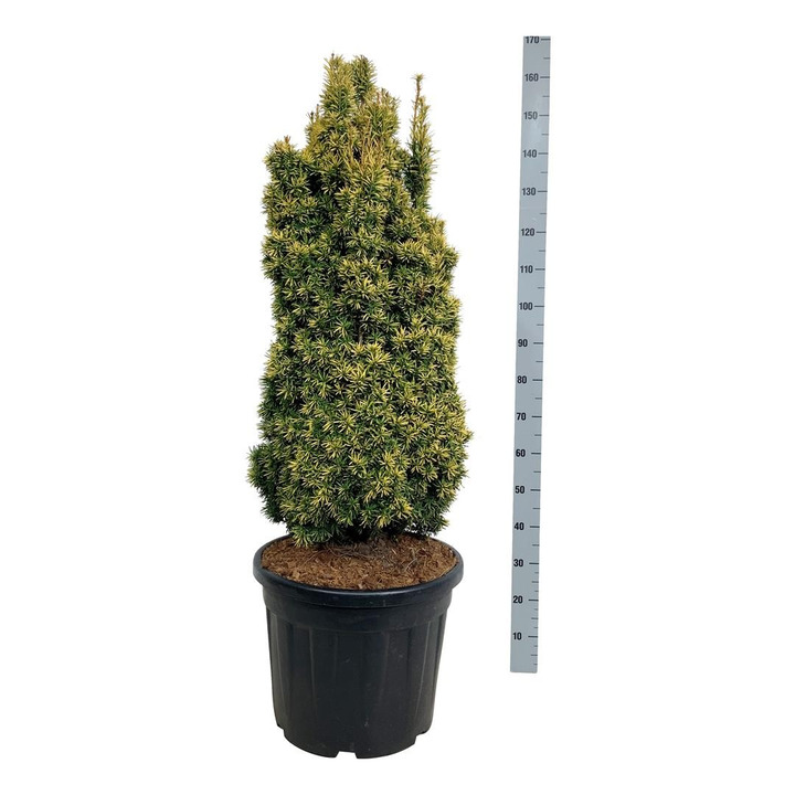 Kukmedis europinis (Lot Taxus b.) 'Standishii' C55 100-125CM-KUKMEDŽIAI-SPYGLIUOČIAI