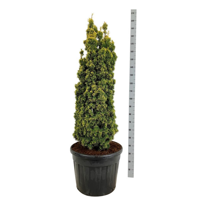 Kukmedis europinis (Lot Taxus b.) 'Standishii' C90 120-140 CM-KUKMEDŽIAI-SPYGLIUOČIAI