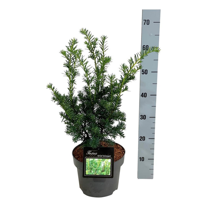 Kukmedis europinis (Lot Taxus b.) 'Summergold' C5/P23 40-50 CM-KUKMEDŽIAI-SPYGLIUOČIAI