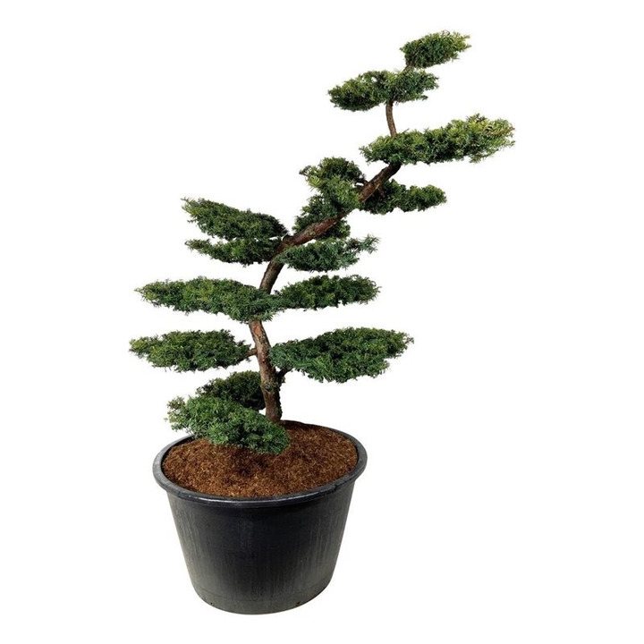 Kukmedis europinis (Lot Taxus b.) 'Summergold' BONSAI 200-225 C500-KUKMEDŽIAI-SPYGLIUOČIAI