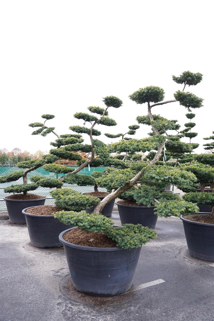 Kukmedis europinis (Lot Taxus b.) 'Summergold' BONSAI 200-225 C500-KUKMEDŽIAI-SPYGLIUOČIAI
