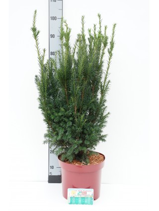 Kukmedis europinis (Lot Taxus b.) 'Westerstede' C10 60-70 CM-KUKMEDŽIAI-SPYGLIUOČIAI