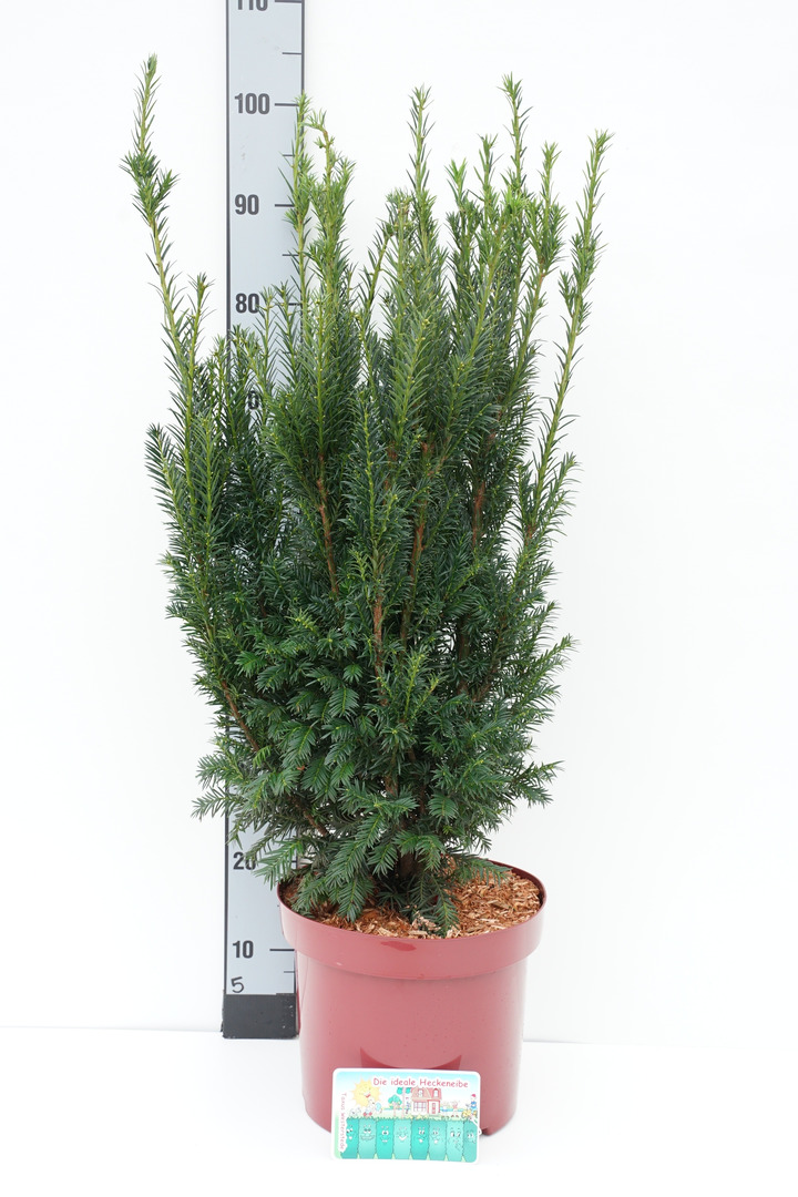 Kukmedis europinis (Lot Taxus b.) 'Westerstede' C10 60-70 CM-KUKMEDŽIAI-SPYGLIUOČIAI