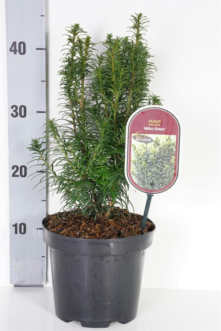 Kukmedis europinis (Lot Taxus b.) 'Wilco Green' C2,5/P18 20-25 CM-KUKMEDŽIAI-SPYGLIUOČIAI