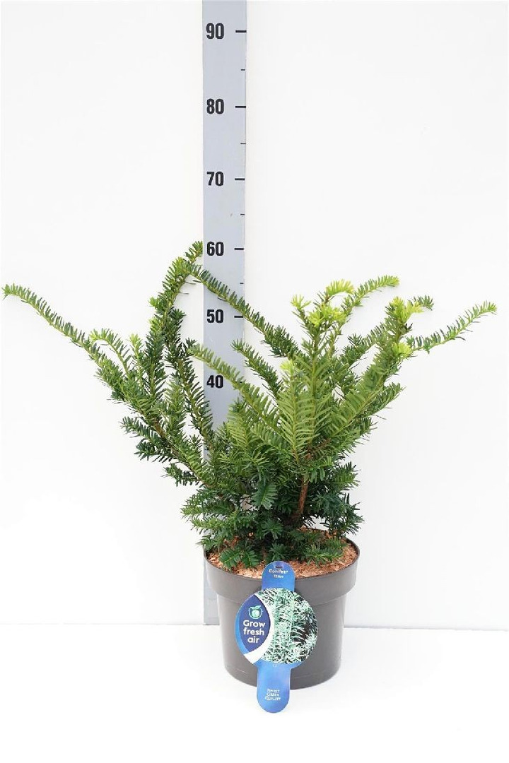 Dygusis kukmedis (Lot Taxus cuspidata nana) C5/P23 35-40 CM-KUKMEDŽIAI-SPYGLIUOČIAI
