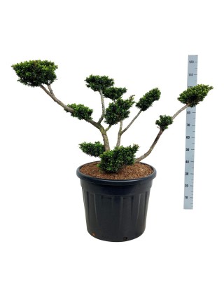 Dygusis kukmedis (Lot Taxus cuspidata nana) BONSAI 60-80 CM C70-KUKMEDŽIAI-SPYGLIUOČIAI