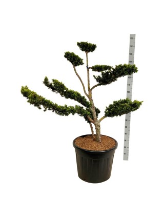 Dygusis kukmedis (Lot Taxus cuspidata nana) BONSAI 80-100CM C90-KUKMEDŽIAI-SPYGLIUOČIAI