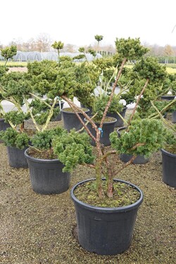 Dygusis kukmedis (Lot Taxus cuspidata nana)  BONSAI 80-100CM C90 - nuotrauka 2