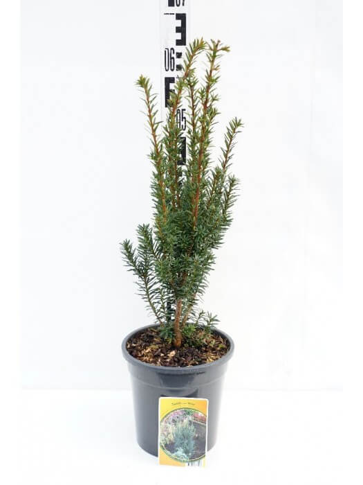Dygusis kukmedis (Lot Taxus cuspidata nana) C3/P19 40-50 CM-KUKMEDŽIAI-SPYGLIUOČIAI