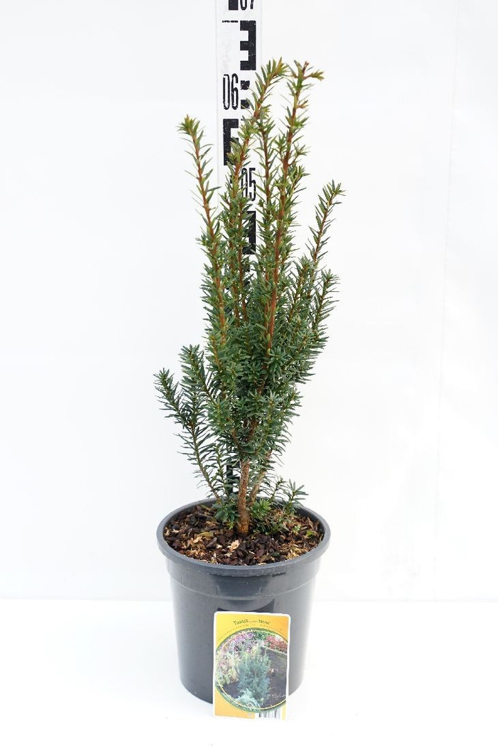 Dygusis kukmedis (Lot Taxus cuspidata nana) C3/P19 40-50 CM-KUKMEDŽIAI-SPYGLIUOČIAI