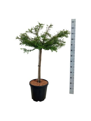 Taksodis dvieilis (Lot Taxodium distichum) 'Secrest' C15 KOTAS 60 CM-SPYGLIUOČIAI-AUGALAITAU