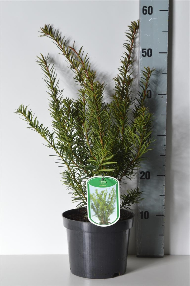 Kukmedis tarpinis (Lot Taxus media) 'Farmen' C2/P17 30-40 CM-KUKMEDŽIAI-SPYGLIUOČIAI