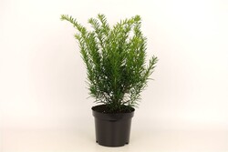 Kukmedis tarpinis (Lot Taxus media) 'Farmen' C2/P17 30-40 CM - nuotrauka 2