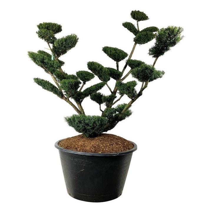 Kukmedis tarpinis (Lot Taxus media) 'Farmen' BONSAI 175-200 C500-KUKMEDŽIAI-SPYGLIUOČIAI