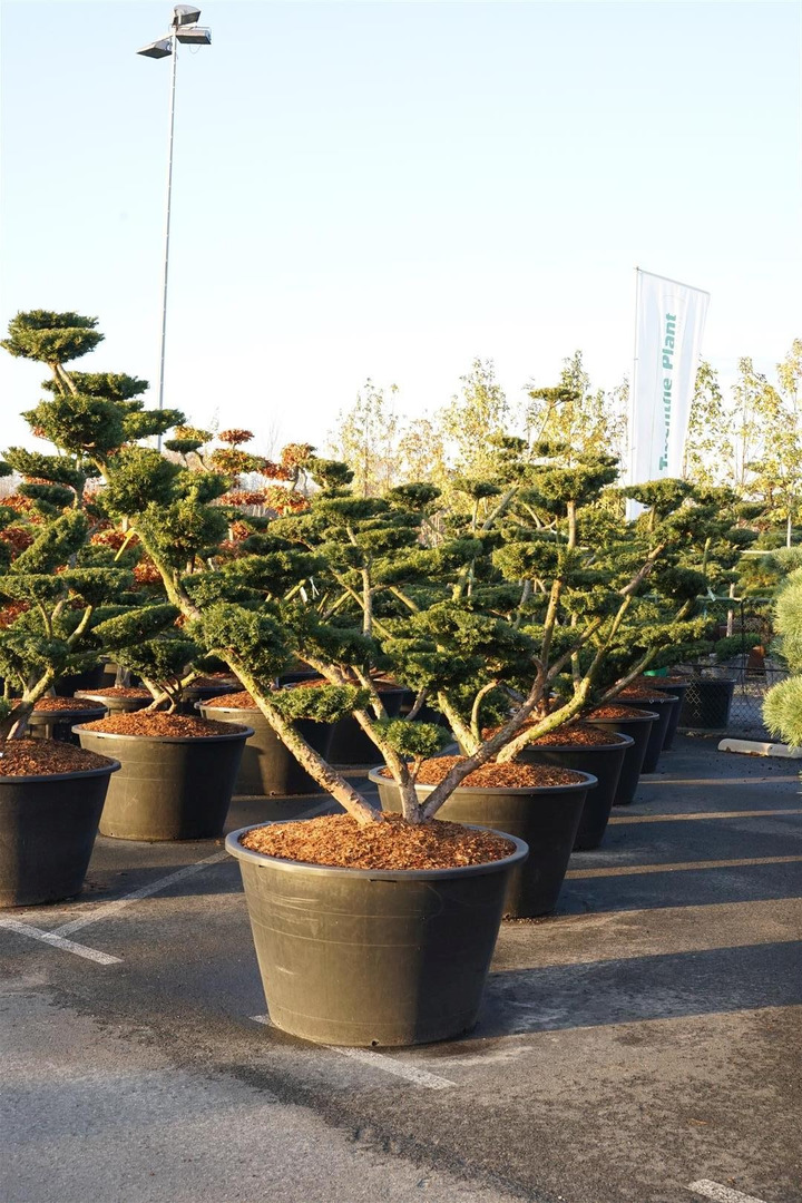 Kukmedis tarpinis (Lot Taxus media) 'Farmen' BONSAI 175-200 C500-KUKMEDŽIAI-SPYGLIUOČIAI