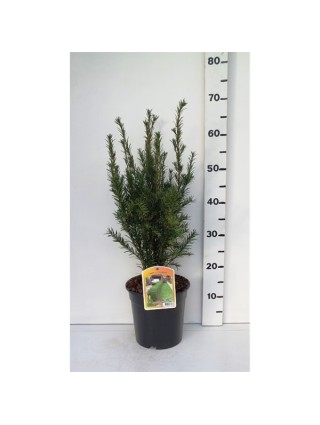 Kukmedis tarpinis (Lot Taxus media) 'Groenland' C3/P19 40-50 CM-KUKMEDŽIAI-SPYGLIUOČIAI