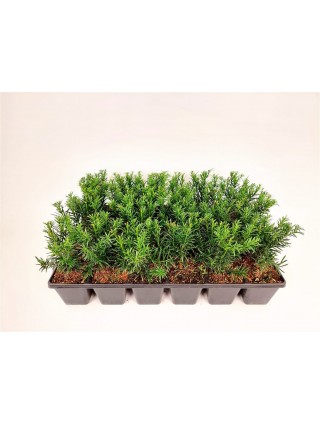 Kukmedis tarpinis (Lot Taxus media) 'Groenland' P9 GROWTRAY-KUKMEDŽIAI-SPYGLIUOČIAI