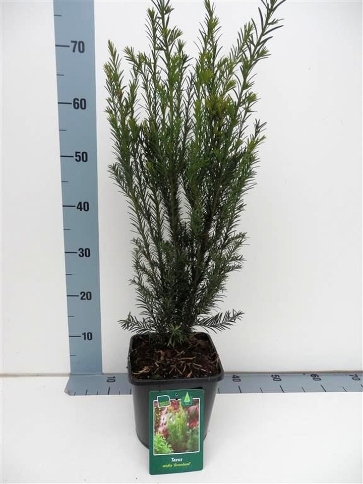 Kukmedis tarpinis (Lot Taxus media) 'Groenland' C3/P19 30-40 CM-KUKMEDŽIAI-SPYGLIUOČIAI