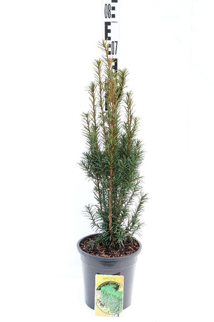 Kukmedis tarpinis (Lot Taxus media) 'Hicksii' C3/P19 50-60 CM-KUKMEDŽIAI-SPYGLIUOČIAI