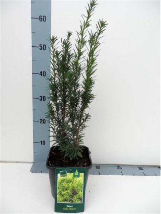 Kukmedis tarpinis (Lot Taxus media) 'Hicksii' C2/P17 30-35 CM-KUKMEDŽIAI-SPYGLIUOČIAI