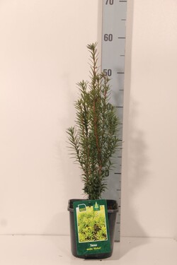 Kukmedis tarpinis (Lot Taxus media) 'Hicksii' C2/P17 30-35 CM - nuotrauka 2