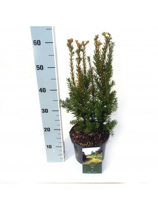 Kukmedis tarpinis (Lot Taxus media) 'Hillii' C2,5/P18 25-30 CM-KUKMEDŽIAI-SPYGLIUOČIAI