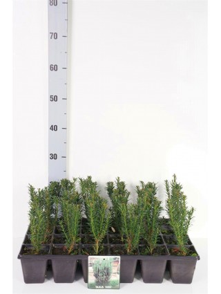 Kukmedis tarpinis (Lot Taxus media) 'Hillii' P9 GROWTRAY-KUKMEDŽIAI-SPYGLIUOČIAI