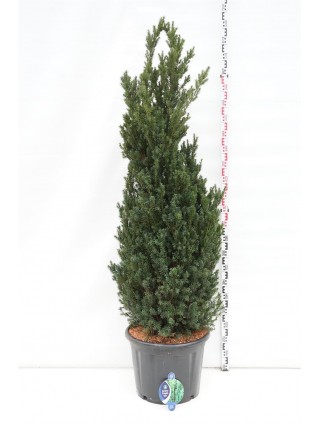 Kukmedis tarpinis (Lot Taxus media) 'Hillii' C65 175-200 CM-KUKMEDŽIAI-SPYGLIUOČIAI