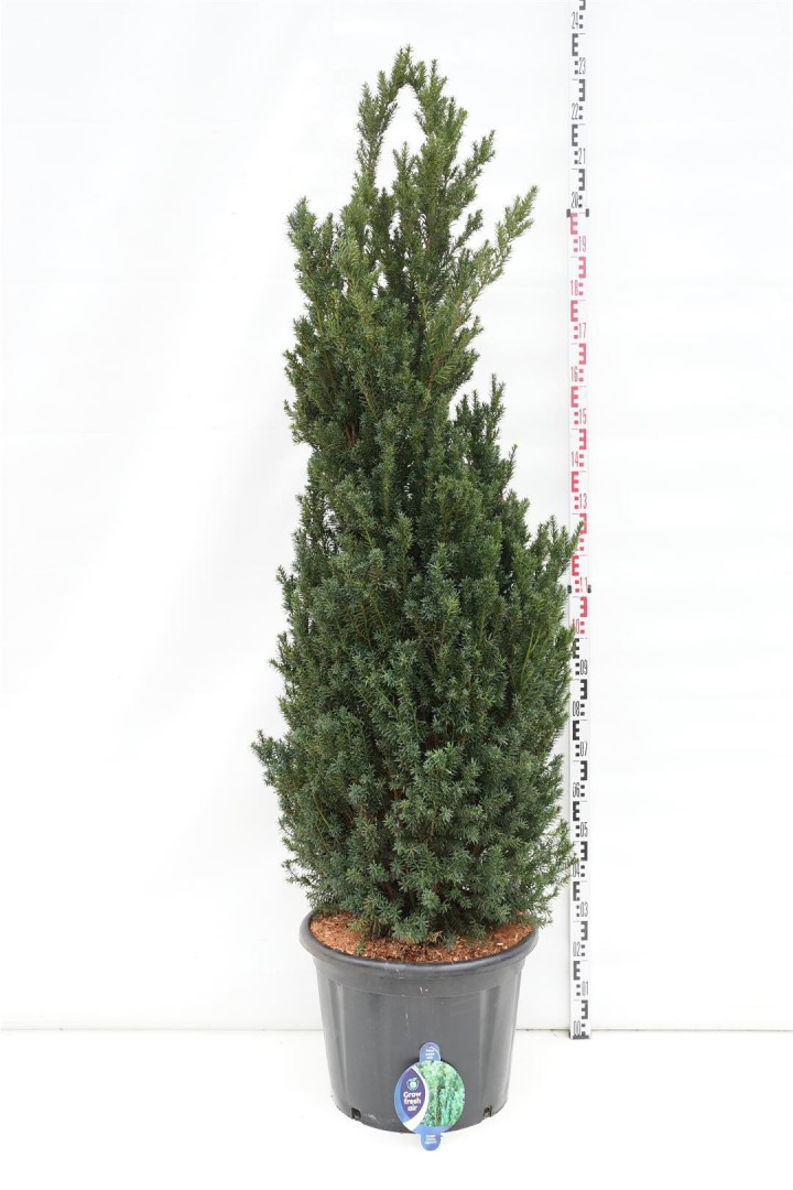 Kukmedis tarpinis (Lot Taxus media) 'Hillii' C65 175-200 CM-KUKMEDŽIAI-SPYGLIUOČIAI
