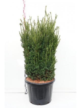 Kukmedis tarpinis (Lot Taxus media) 'Hillii' C65 100-125 CM-KUKMEDŽIAI-SPYGLIUOČIAI