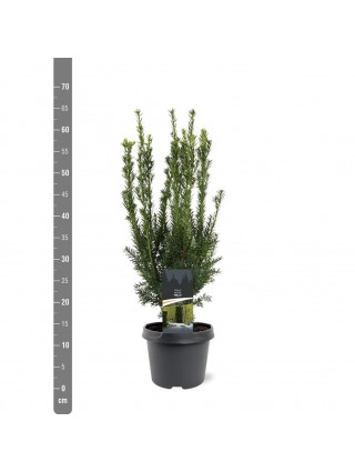 Kukmedis tarpinis (Lot Taxus media) 'Hillii' C3/P19 30-40 CM-KUKMEDŽIAI-SPYGLIUOČIAI