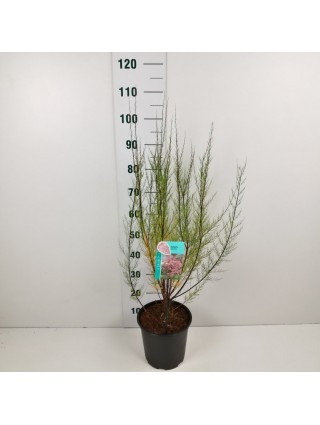 Eglūnas keturkuokis (Lot Tamarix tetrandra) C6,5/P24 60-80 CM-EGLŪNAI-MEDŽIAI